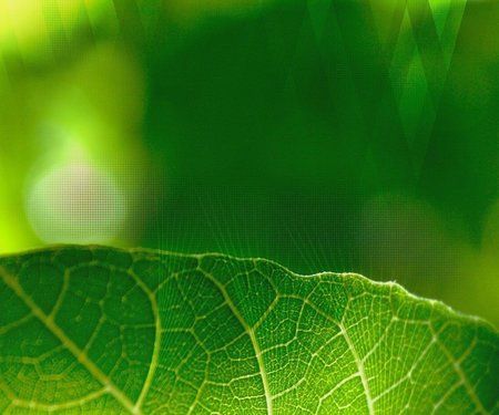 wallpaper_leaf.jpg