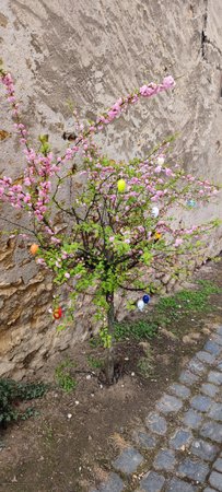 IMG_20210417_100851.jpg