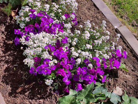 Mi11U_Flowerbed_3x.jpg Mi11U_Flowerbed_3x.jpg