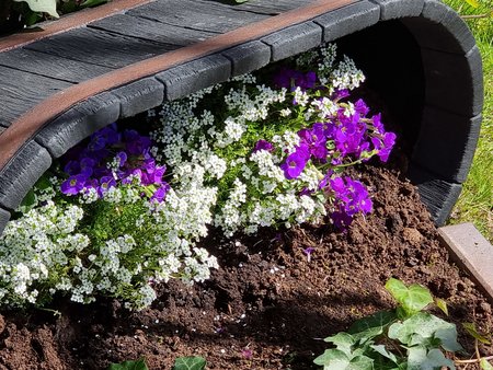 S21U_Flowerbed_5x.jpg S21U_Flowerbed_5x.jpg