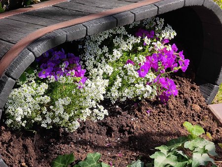 Mi11U__Flowerbed_5x.jpg Mi11U__Flowerbed_5x.jpg