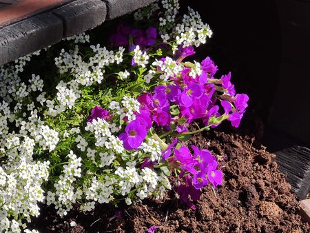 Mi11U_Flowerbed_10x.jpg Mi11U_Flowerbed_10x.jpg