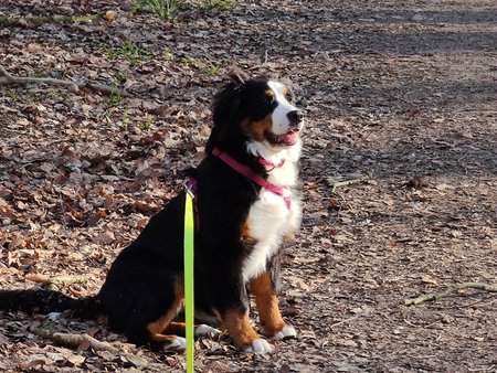 Mi11U_10x_Dog.jpg Mi11U_10x_Dog.jpg