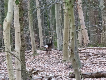 S21U__Deer_10x.jpg S21U__Deer_10x.jpg