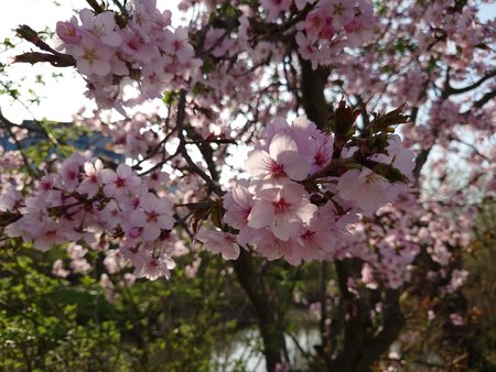 20210401_172300.JPG