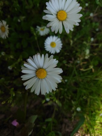 DSC_0905.JPG