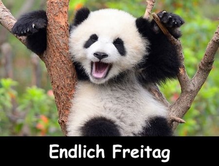 Freitag-Panda.jpg