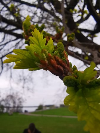 IMG_20210430_152046.jpg