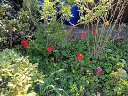 21-05_Es-gruent-und-blueht-in-Nachbars-Garten_01.jpg