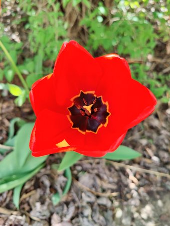 IMG_20210508_123354.jpg