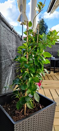 IMG_20210516_185113.jpg