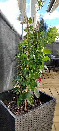 IMG_20210516_185119.jpg