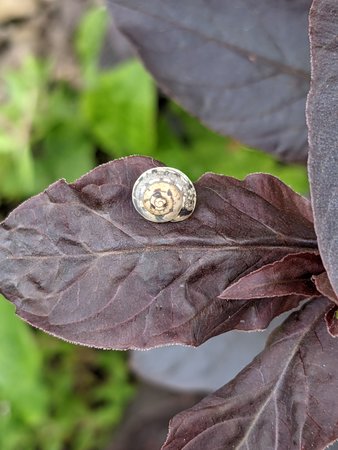 Schnecke PXL_20210515_122300110.jpg