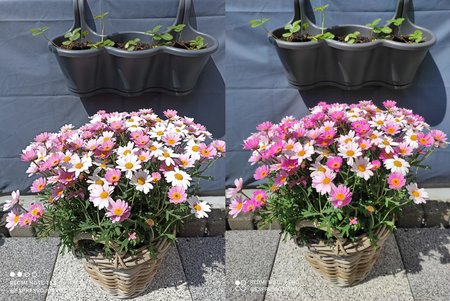 9vs10blumen.jpg