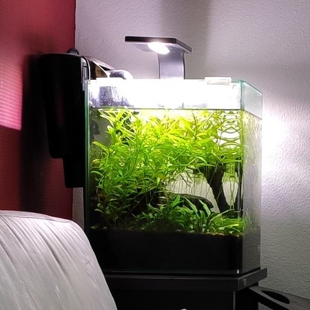 Mi_9se_Aquarium.jpg