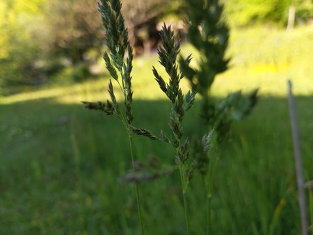 Gras.jpg Gras.jpg
