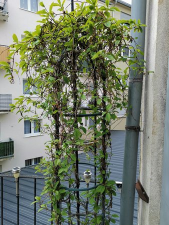 2021-05-24_Chinesische-Beere_01.jpg