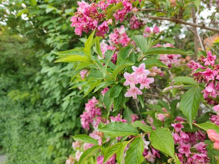IMG_20210530_190500.jpg