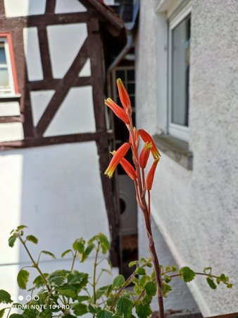 IMG_20210530_133114.jpg