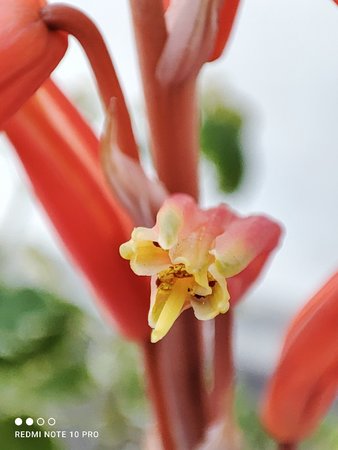 IMG_20210530_133254.jpg