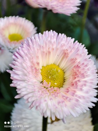 IMG_20210531_092426.jpg