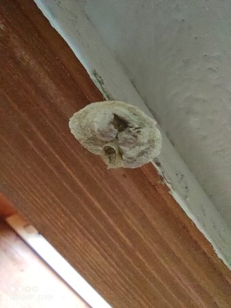 IMG_20210606_171149.jpg