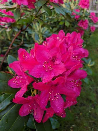 IMG_20210604_070019.jpg