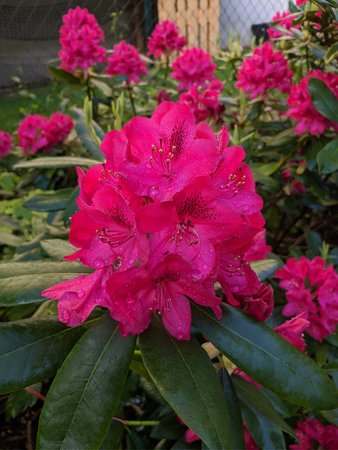 IMG_20210604_065959.jpg