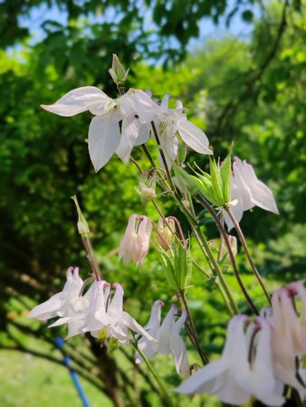 IMG_20210610_141534_Bokeh.jpg