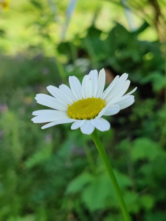 IMG_20210610_141527_Bokeh.jpg