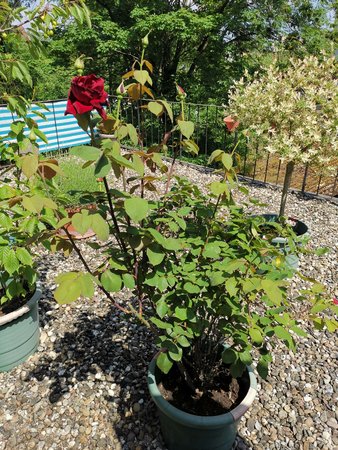 2021-06-11_Rose-auf-der-Terrasse_01.jpg