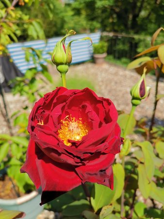2021-06-11_Rose-auf-der-Terrasse_02.jpg