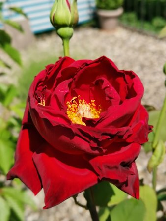 2021-06-11_Rose-auf-der-Terrasse_03.jpg