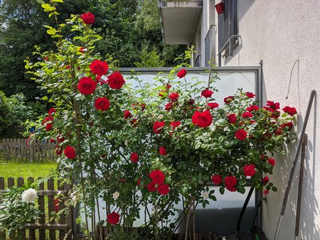 IMG_20210612_150932.jpg