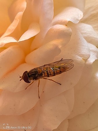 IMG_20210615_161036.jpg