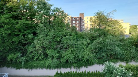 PIC_20210617_063129_DSC_0003.JPG