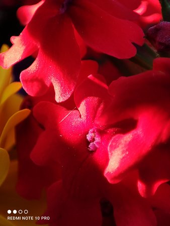 IMG_20210619_201103.jpg