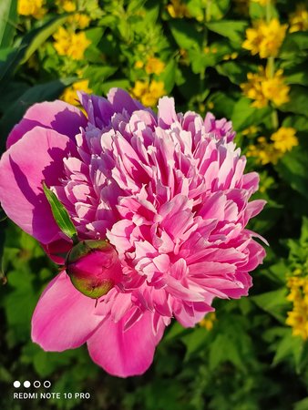 IMG_20210619_201235.jpg