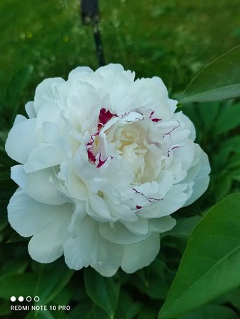 IMG_20210619_201247.jpg