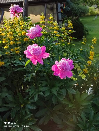 IMG_20210619_201359.jpg