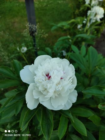 IMG_20210619_201256.jpg