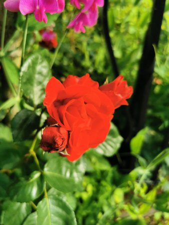 IMG_20210623_081649.jpg