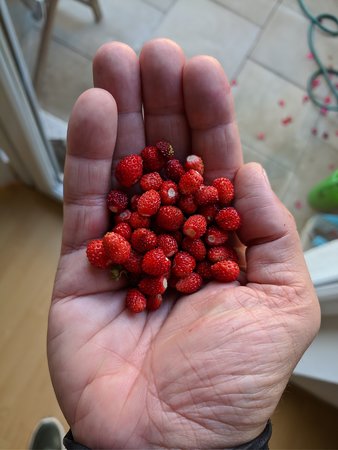 IMG_20210624_072751.jpg