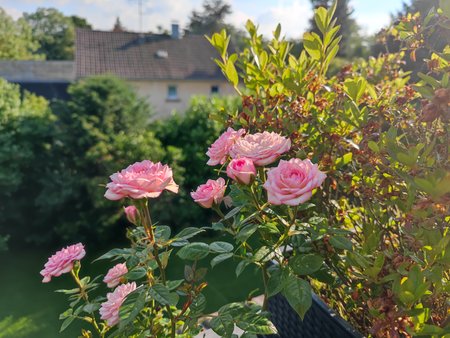 IMG_20210628_183745.jpg