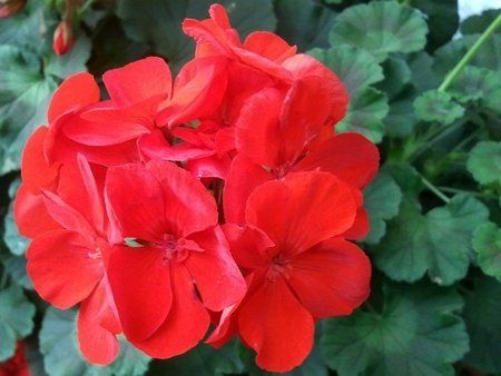 Blume 1.jpg