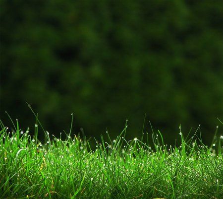 grass.jpg