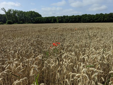 Feld GCam.jpg