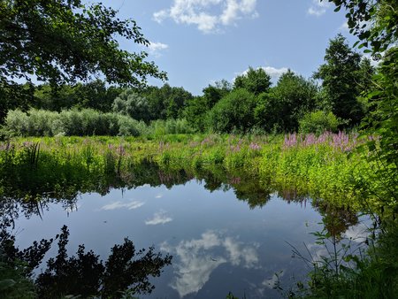 Biotop GCam.jpg