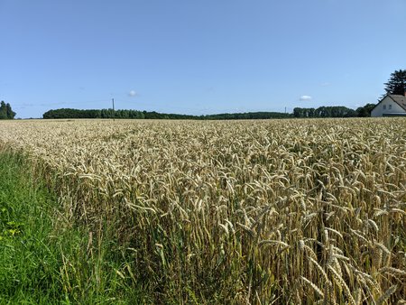 Feld GCam.jpg