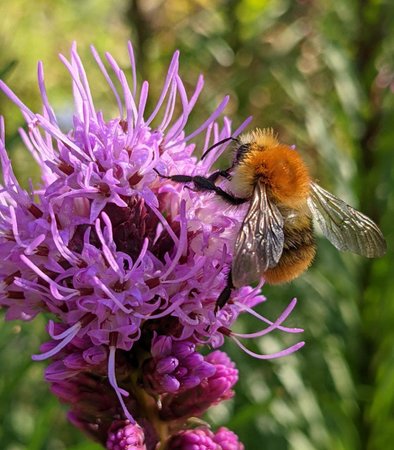 Hummel photo_2021-07-19_22-59-54.jpg